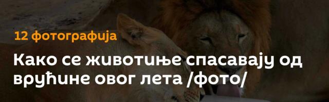 Како се животиње спасавају од врућине овог лета /фото/