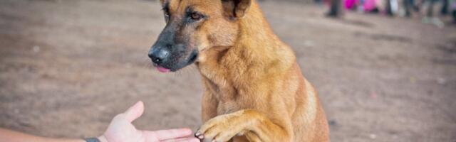 Veterinari otkrivaju: Ovaj deo tela vašeg psa krije istinu o njegovom zdravlju, a stalno ga ignorišete