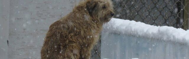 Kreni-Promeni: Kad sistem zakaže, građani ne smeju! Kako pomoći životinjama u ledenim danima
