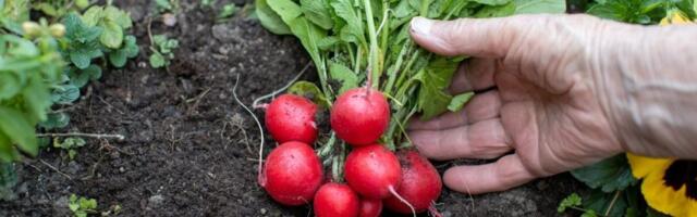 Ovako ćete za nekoliko sekundi prepoznati sveže rotkvice - Trik sa pijace