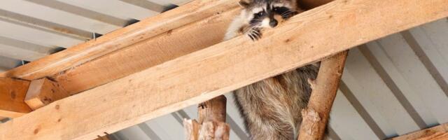 Evolucija životinja u gradu: Rakuni čeprkaju po kantama, ptice glasnije pevaju, mladunci ne beže od ljudi