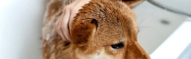 Mnogi vlasnici prave ovu grešku prilikom kupanja psa: Može ozbiljno ugroziti zdravlje, a ove rase su prve na udaru