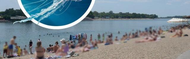 ADA CIGANLIJA PUNA MEDUZA - Plićak vrvi od ovih životinja! (VIDEO)