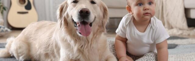 5 idealnih pasa za decu: Rase koje mališani prosto obožavaju (FOTO)