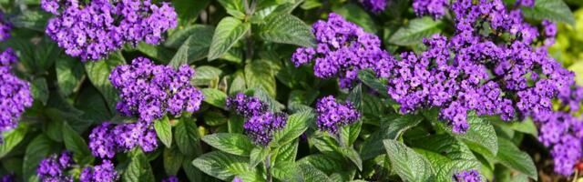 Ne zovu ga džabe "parfem vrta" - posadite ovu biljku sada i cvetaće do jeseni: Miriše kao vanila i bademi