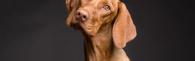 Presedan u svetu: Na bolovanje i kada vam se razboli kućni ljubimac