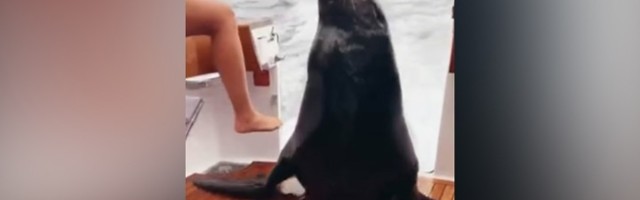 Morski lav uskočio u čamac: ODUŠEVO pecaroše (VIDEO)