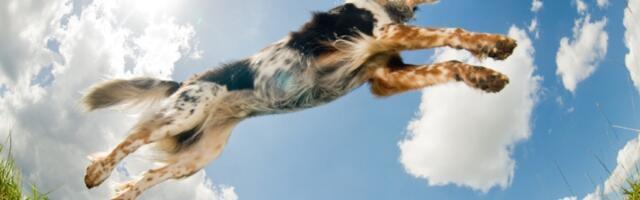 15 najaktivnijih rasa pasa