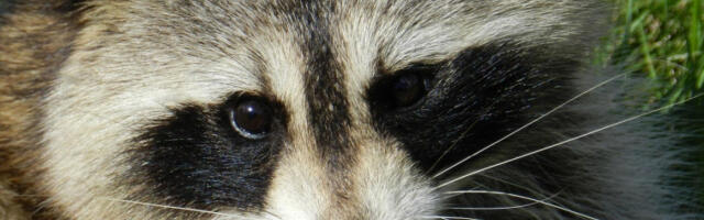 Власти Лимбурга на југу Холандије убиле скоро 250 ракуна