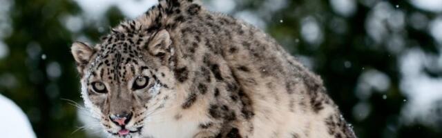 UNAKAZIO JOJ CELO LICE! Pogledajte stravičan snimak napada snežnog leoparda na ženu na popularnom skijalištu! (UZNEMIRUJUĆI VIDEO)