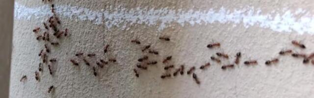 Svi prave istu grešku kada vide mrave u domu, a ona je to rešila prosto! Ovo imate kod kuće, nestaju za 1 dan