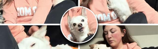 Udomljeni pas ima tešku brigu: Pogledajte šta radi svaki put kad njegova vlasnica počne da obuva cipele