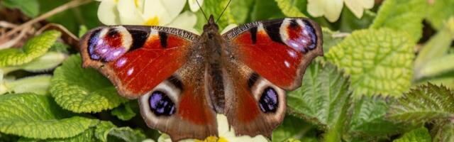 Leptiri obožavaju ovaj cvet – posadite ga što pre i vaš vrt će oživeti