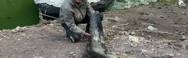 GOROSTAS IZVUČEN IZ UVAČKOG JEZERA! Otac i sin sat vremena vodili borbu sa zveri: "Kada smo videli koliko je to čudo, čovek se stvarno prepadne" (FOTO)