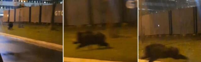 Divlje svinje pretrčavaju put na Novom Beogradu (VIDEO)