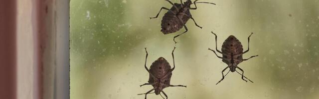 Smrdibube se užasno plaše jedne stvari: Samo stavite ovo kod ulaznih vrata i nestaće