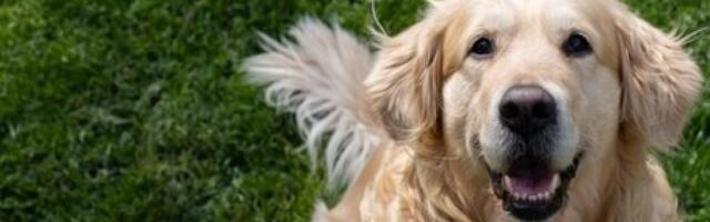 Zlatni retriver uhvaćen na delu: Vlasnici otkrili njegovu kolekciju - snimak usijao mreže (VIDEO)