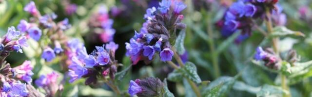 Izbacuje šlajm iz pluća, smiruje upale: Biljka koja vekovima raste u Srbiji, a oporavlja ceo organizam