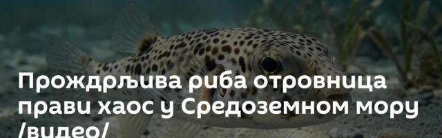 Прождрљива риба отровница  прави хаос у Средоземном мору /видео/