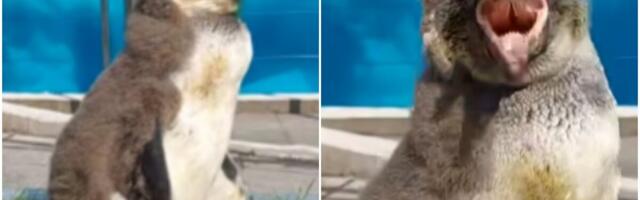 UPOZNAJTE NAJMLAĐEG STANOVNIKA BEO ZOO-VRTA! Stigao još jedan preslatki mladunac (VIDEO)