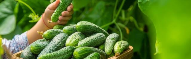 Krastavci će rasti kao iz vode: Zalijte ih rastvorom sa ova 2 sastojka i imaćete baštu punu PLODOVA