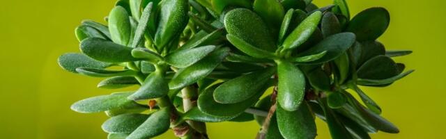 Stavite ovu biljku pored ulaznih vrata i sreća će se useliti u VAŠU KUĆU - PARE će da PLJUŠTE