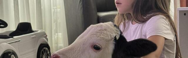 Srpska porodica telence drži kao kućnog ljubimca: Prizori su nestvarni, ono gleda crtane sa decom, ali to nije sve!