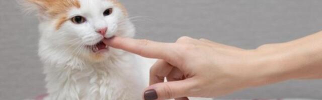 DOBRO SE PRIPREMITE! Ako vam tuđa mačka dođe na prag, to znači samo 1 stvar: "U kući će uskoro biti..."