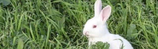 Mali zec spašen nakon što je proputovao 320 kilometara sakriven u senu