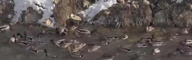 TV Prva o Tutinskim divljim patkama (Video)