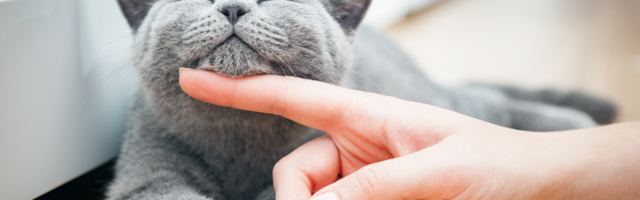 Prva Međunarodna virtuelna izložba mačaka u Srbiji