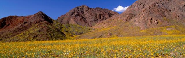 Kakva je sudbina američke divljine u Trampovim rukama
