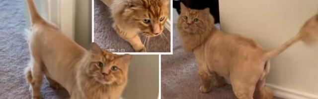Mario posetio berberina: Obrijani narandžasti mačak postao lav, obratite pažnju na njegovu grivu i rep!