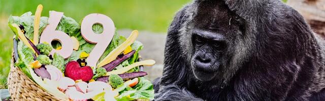 VIDEO: Najstarija gorila u zatočeništvu proslavila 69. rođendan, dobila gozbu od povrća