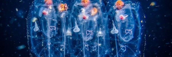 Mala morska stvorenja prave velike probleme nuklearnim reaktorima