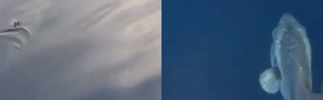 Retka pojava u Jadranskom moru! Prizor ove ribe iznenadio čak i ribara nedaleko od Budve! (FOTO)