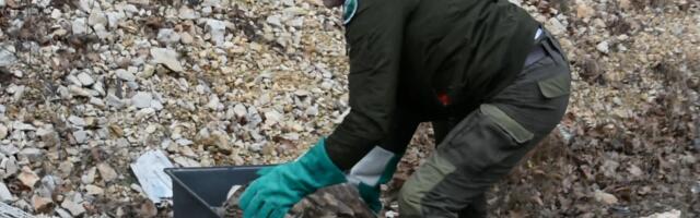 Uginuo beloglavi sup, sumnja se na trovanje: Kakva je budućnost ovih veličanstvenih ptica? (VIDEO)