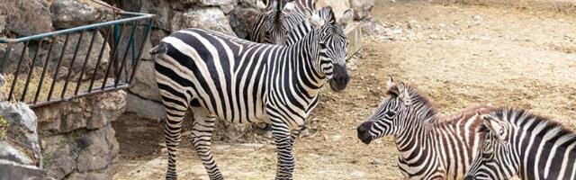 DRAMA u Beogradskom ZOO vrtu: Zebra pobegla iz kaveza, povredila dete i čoveka!