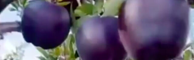 Da li biste probali crnu jabuku, poznatu kao “black diamond” (VIDEO)