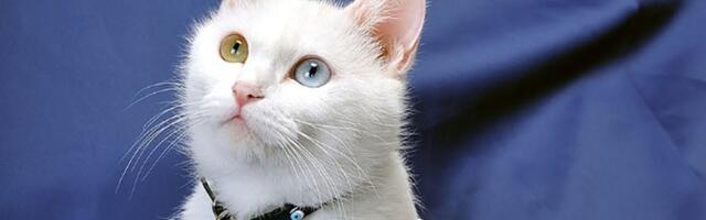 Retke turske Van mačke kojima je pretilo izumiranje dobile 120 mačića u ovoj godini