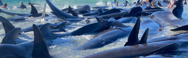 На западу Аустралије насукало се 160 китова, у току спасавање