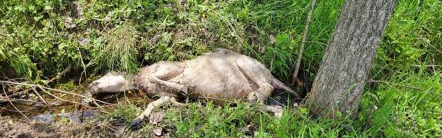 Psi lutalice napravili pokolj u Sjenici - Papićima usmrtili čak 15 ovaca