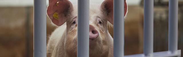 POLICIJA UHAPSILA SVINJU! Upala ljudima u kuću dok su deca bila sama, a razlog je HIT! Odveli je u stanicu, a onda je usledio OBRT! (FOTO)