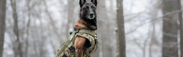 PAS IZ SALCBURGA RAZBIO BANDU IZ SRBIJE! Mesecima harali i krali, "Bandit" uhvatio miris pa ih gonio do poslednjeg, evo kako se sve odigralo