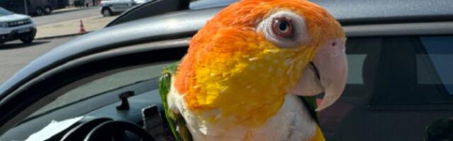 Vlasnik ovog lepotana nije imao dozvolu: Ptica zbrinuta u Zoo vrtu Palić