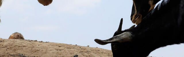 Опасан паразит се шири Мексиком, ларве једу живо месо топлокрвних животиња