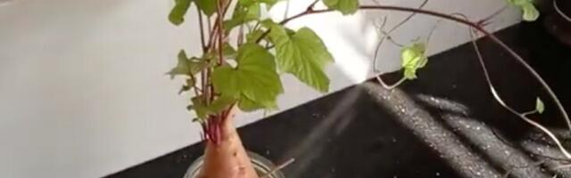 Batat kao atraktivna kućna biljka: Odličan izbor za moderan ambijent (VIDEO)