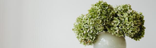 Kako gajiti hortenzije u saksiji?