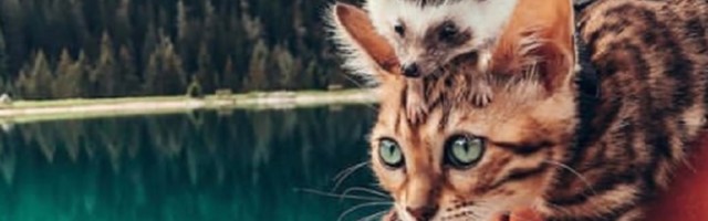 Viralni putujući influenseri: Avanture im prate milioni (FOTO)