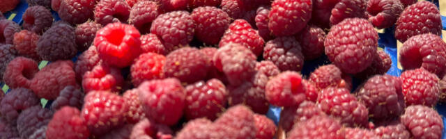 Ovo je uticalo na rekordno nizak nivo maline: Malinari ne pamte lošiju godinu